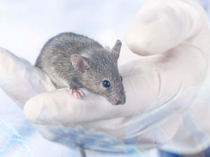 オスのマウスばかり使う実験が科学的研究をダメにしている｜GIZMODO
