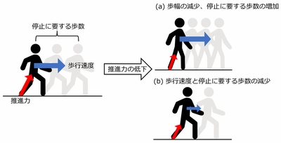 歩行中の蹴り出し力が低下するメカニズムを解明｜日本の研究.com