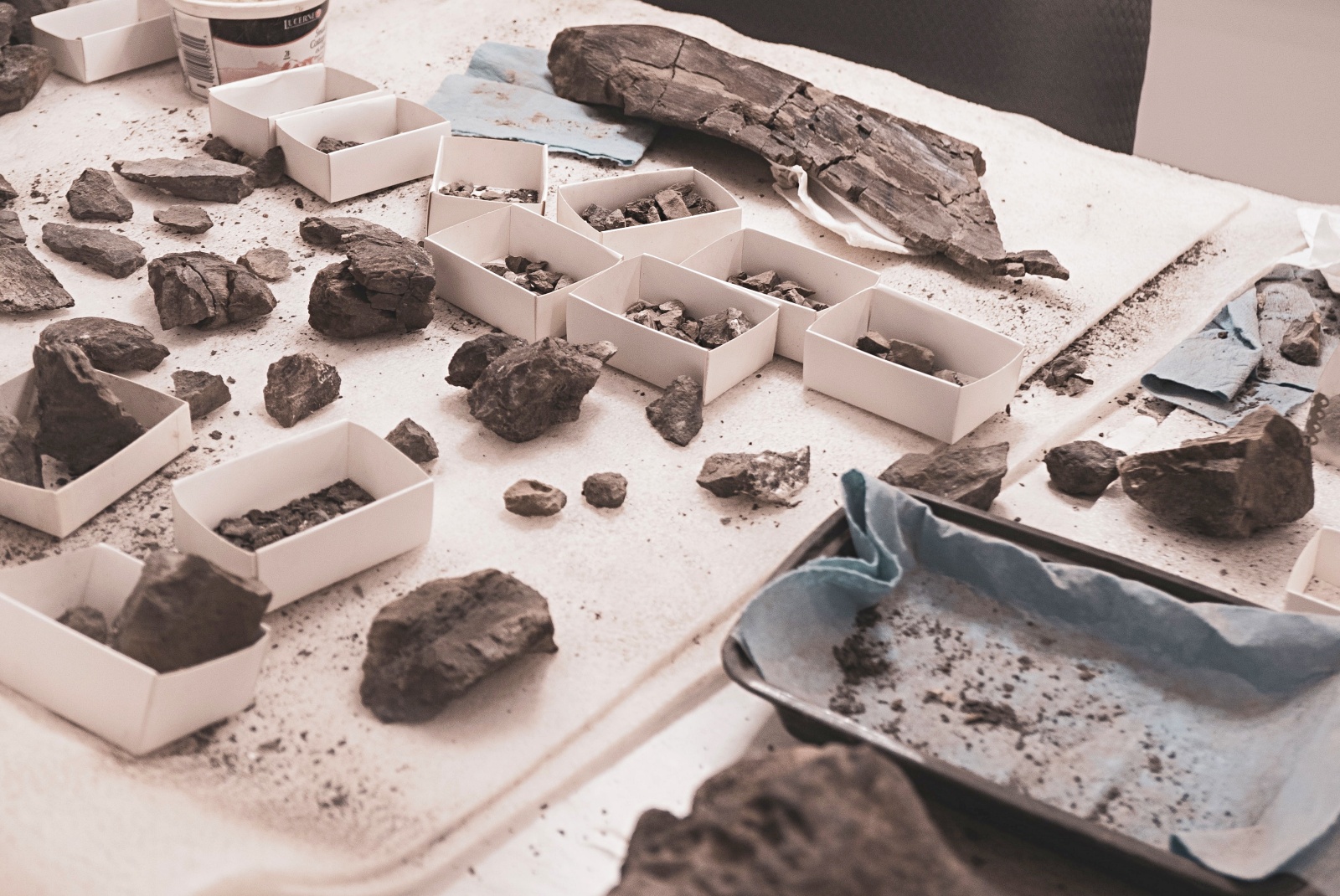 高校生が授業中に30万年前の新種のセンチコガネ化石を発見！｜慶應義塾大学 | アンドラ