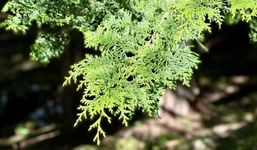 学習ニュース拾い読みのアイキャッチ画像
