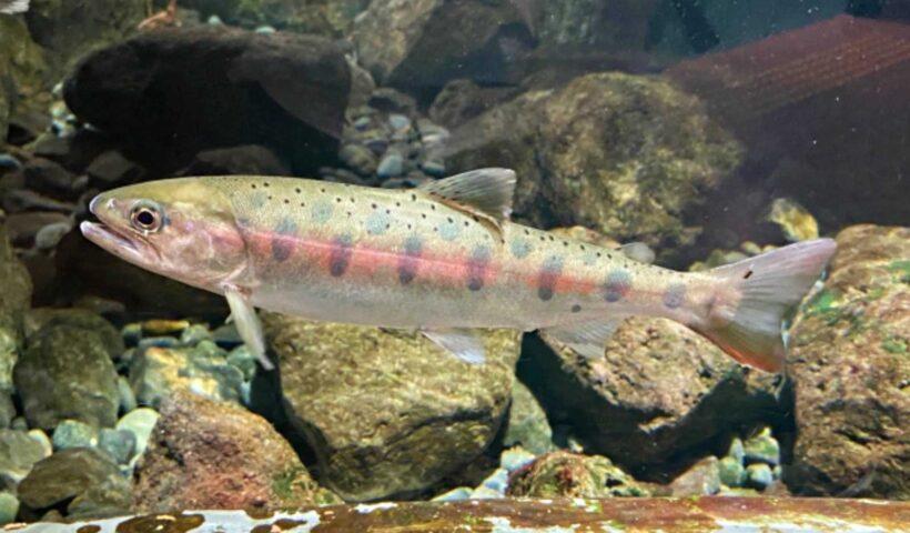 学習ニュース拾い読みのアイキャッチ画像