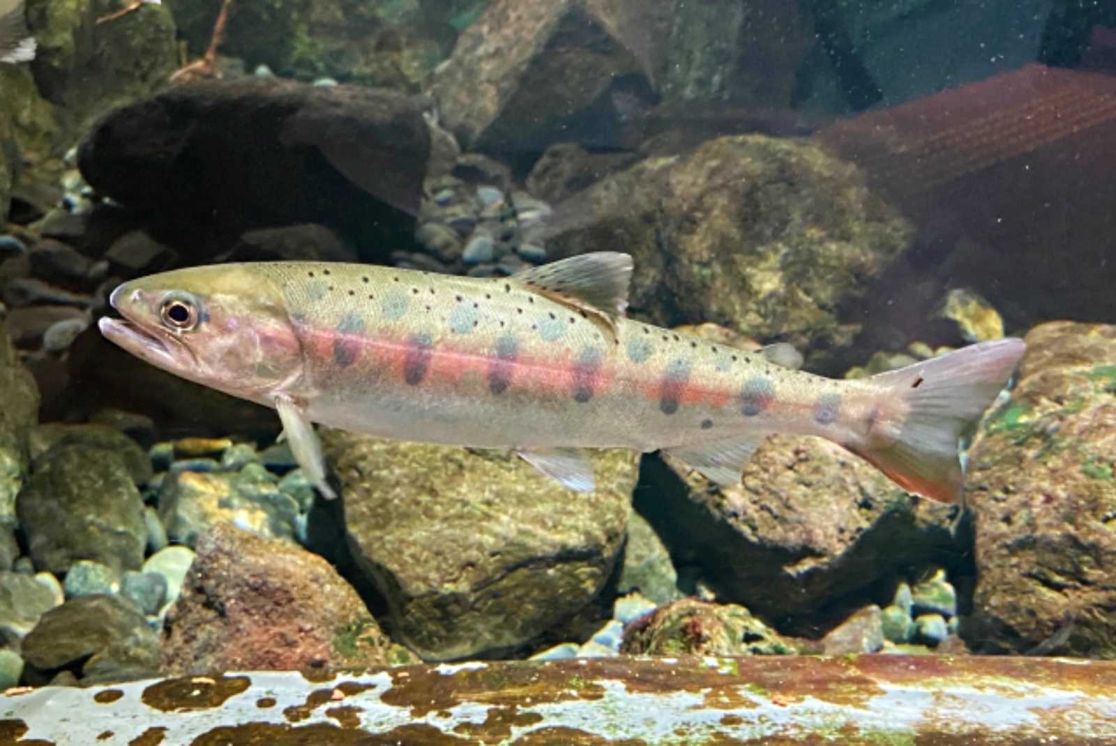 学習ニュース拾い読みのアイキャッチ画像